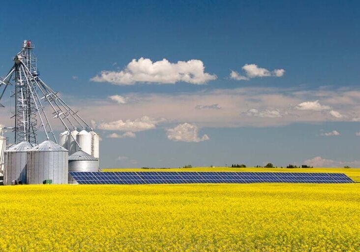 Canola_Alberta Canola_Alberta